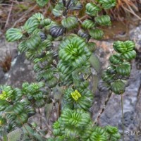 <i>Hedyotis quinquinervia</i>  Thwaites